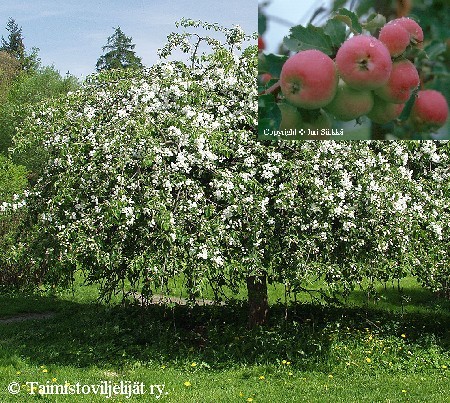 Malus Hyvingiensis